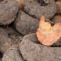 Elephant Foot Yam (Suran)